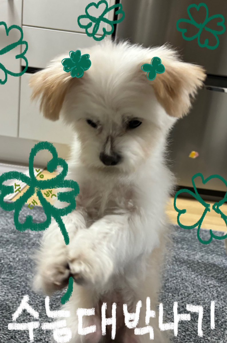 Noopppp_y's tweet photo. 행운의 강아지 https://t.co/J9U8tdnUrf