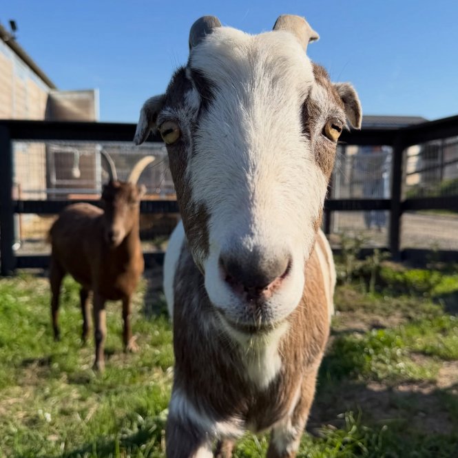 📅 14th November 2025
🏷️ Instagram/goatlandia_sanctuary
💕 #animaloftheday