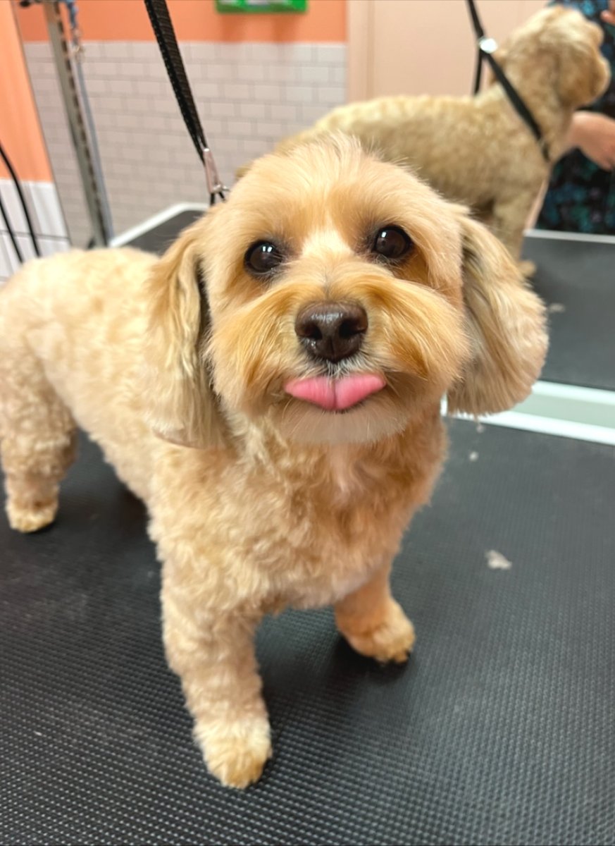 metro_plano's tweet image. 😘 ✨
#DogGroomingDallas #DogsOfTexas #MetroAnimals