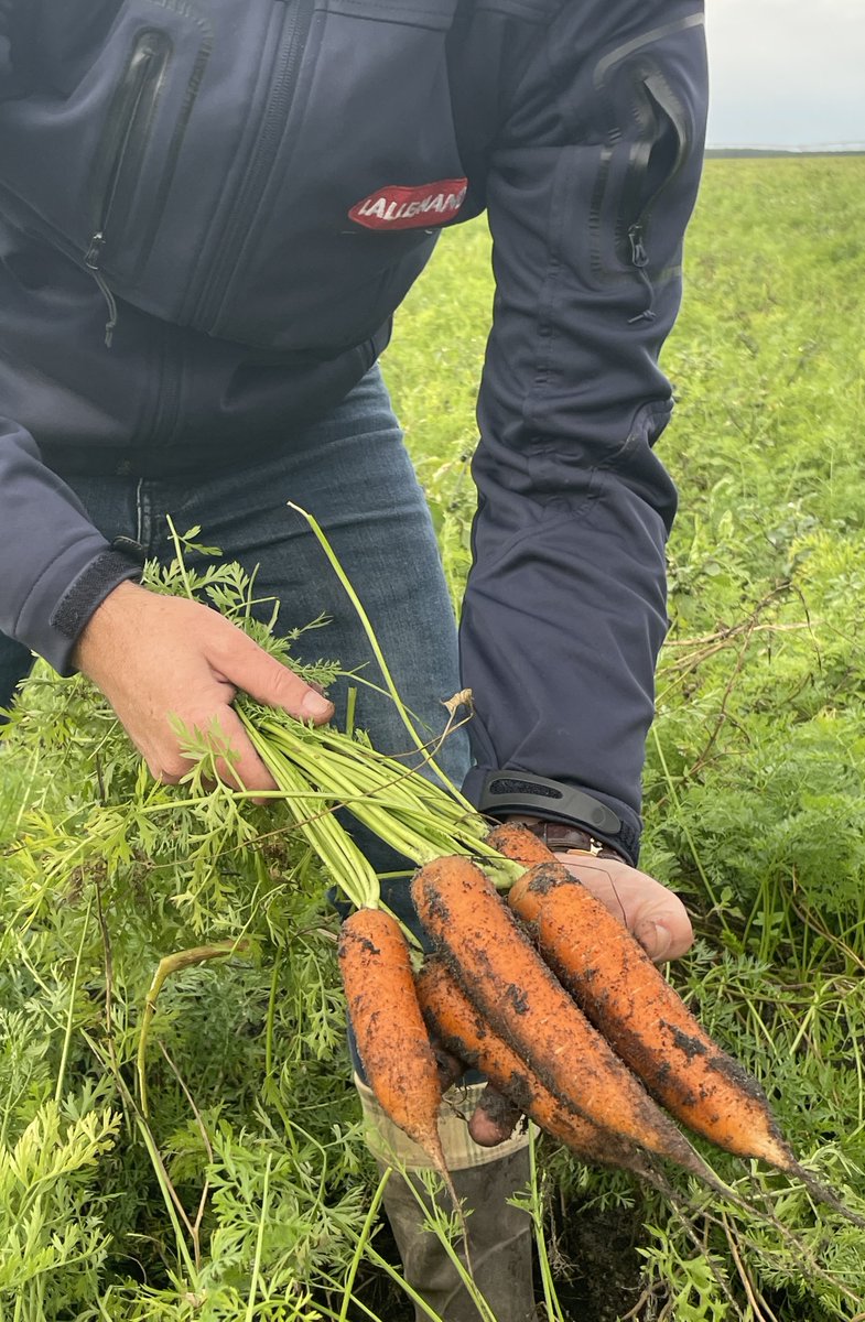 🥕 Sur le terrain avec les acteurs de la filière carotte ! Nos équipes ont approfondi leurs échanges avec des experts autour des défis majeurs liés au Pythium, pour mesurer les bénéfices de nos produits et optimiser leur impact sur la filière ! 🌿  #Carotte #Biocontrôle