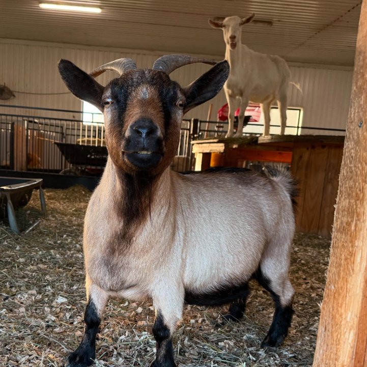 📅 15th November 2025
🏷️ Instagram/totes.the.goat
💕 #animaloftheday