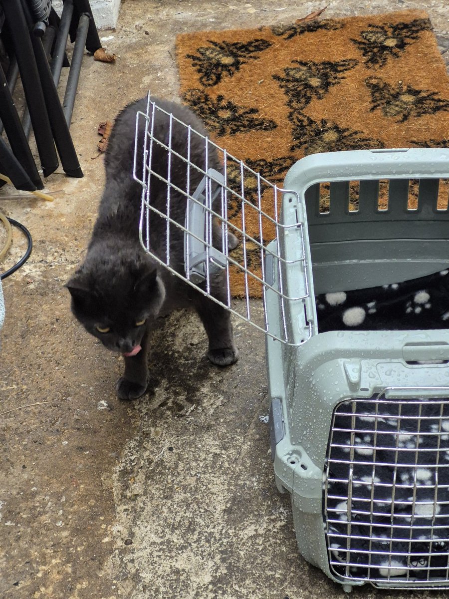 Been to vet again! My tail is floppy &amp; mum thought it was broken again. I broke it when I was little &amp; my original owners didn't take me to vet so it's always been bent. Luckily it's not broken again. I have to rest, take meds &amp; see how it improves. It rained on the way home.