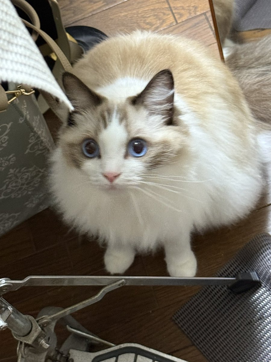 あんこう鍋を食べました。あんこう肝つきで半額でスーパーで買い、大根とネギとシメジ。
うまかった。適当な料理でも鍋は美味いなあ。🤪

ネコは羨ましそうに見てるだけ。