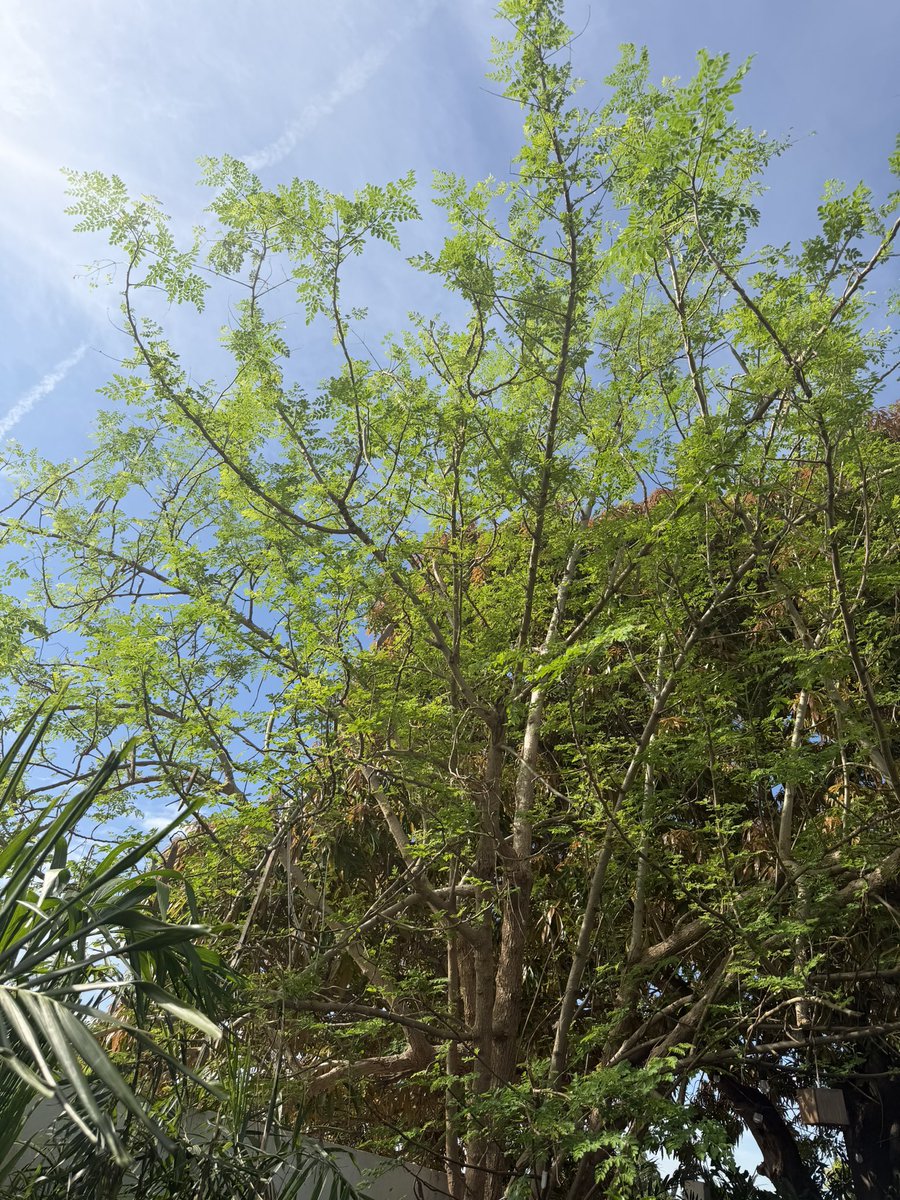 My moringa tree, 2 weeks after Melissa. 

Trees have a beautiful way of teaching resilience and determination.