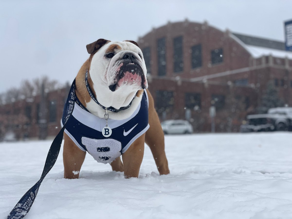 It’s days like these I wish dogs could drink Hot Coco. ❄️