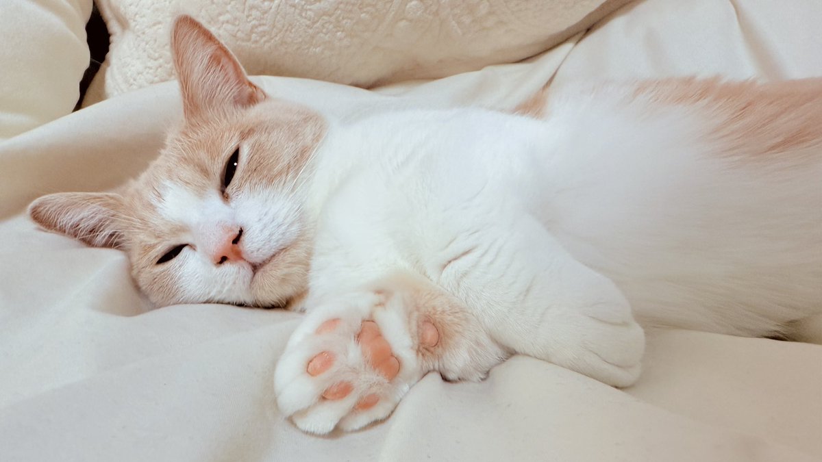 parallel_parkxx's tweet image. 食っちゃ寝よ