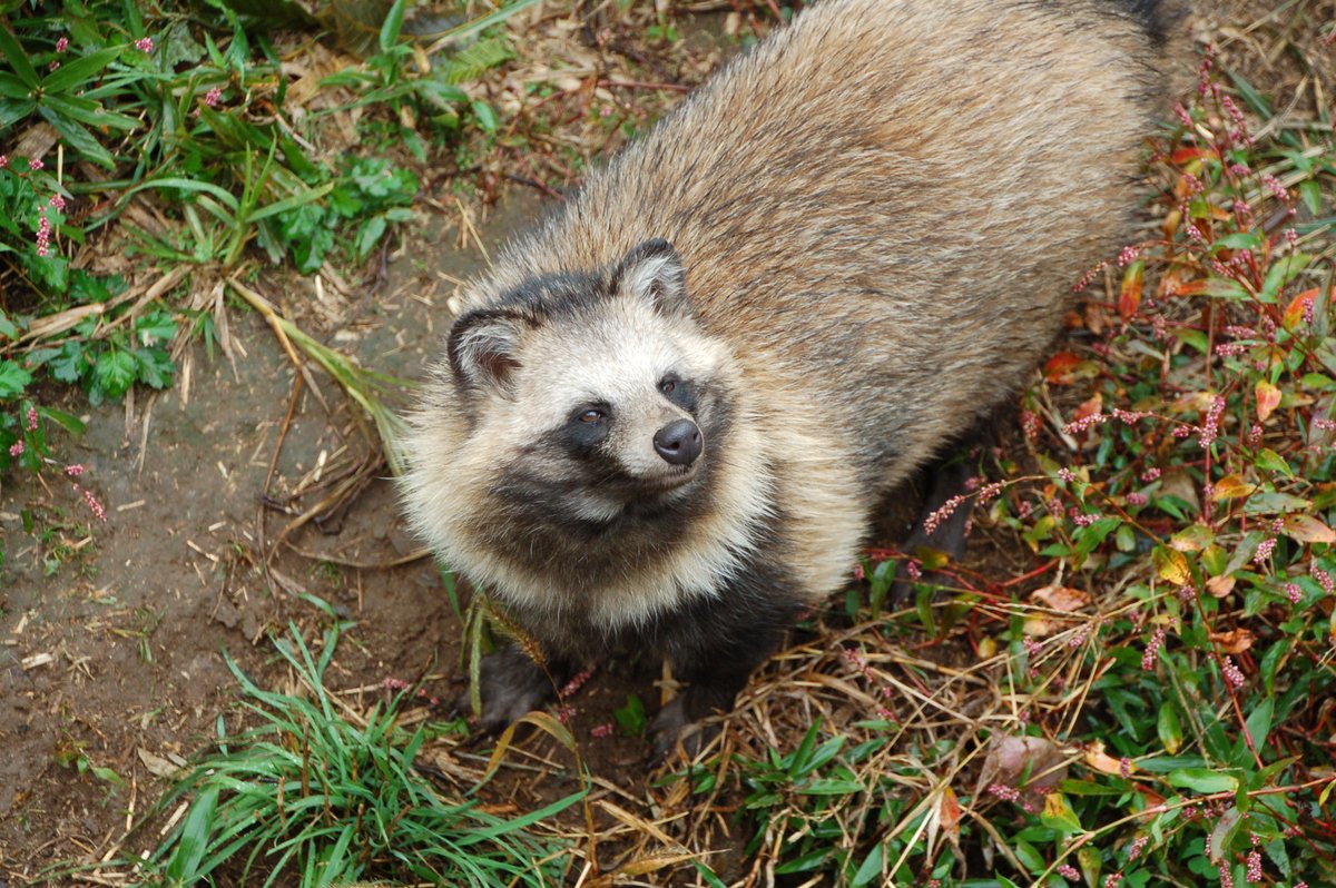 たぬきページ タヌキ、近っ!! 2023.08 葛西臨海公園 - YouTube