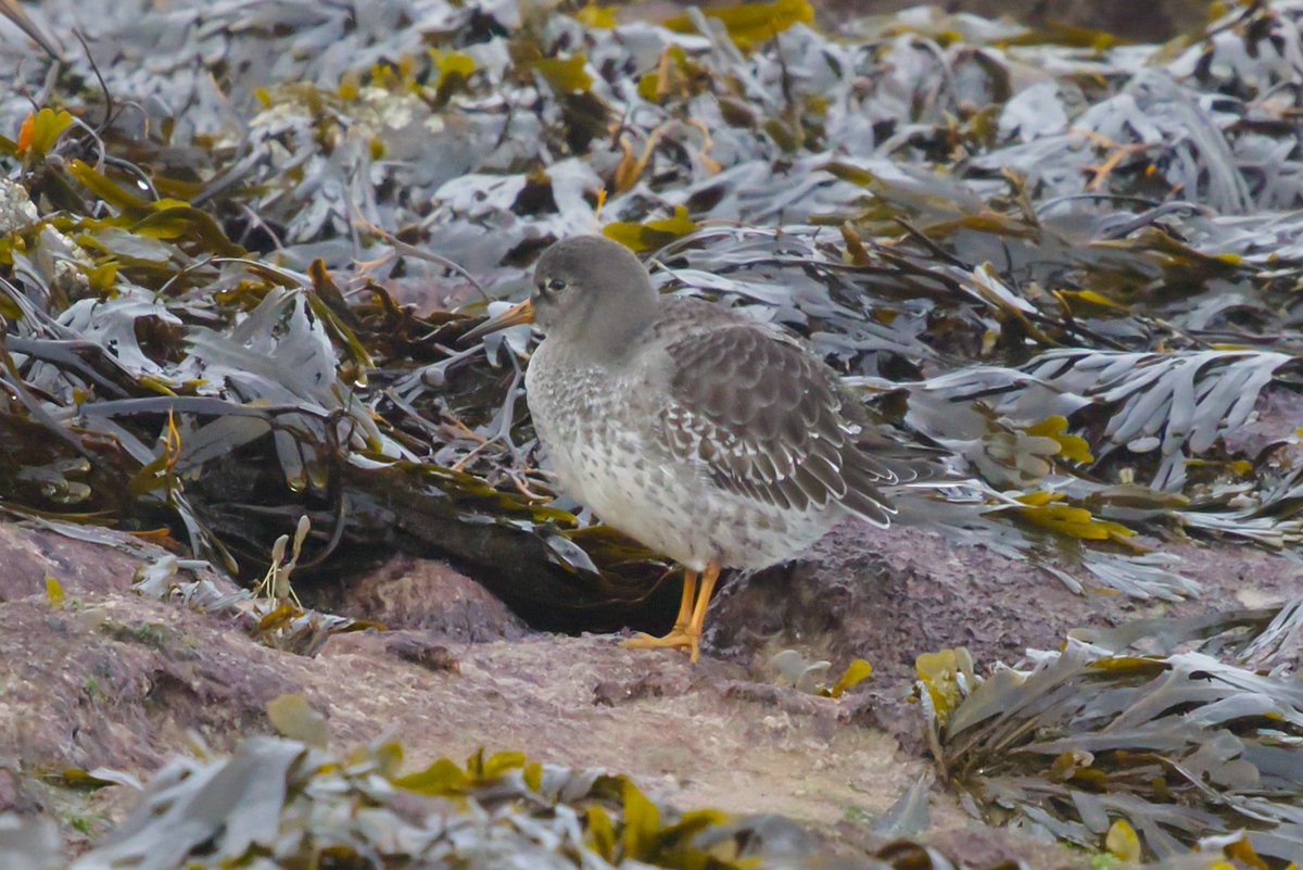 Andybirding tweet media