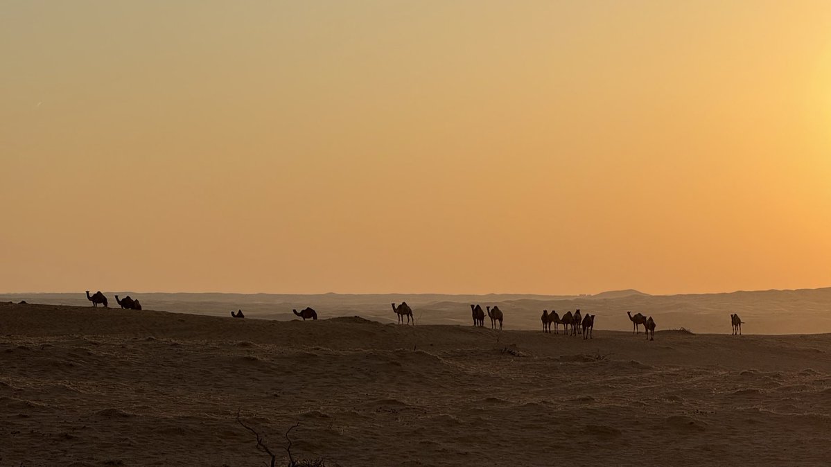 اعتقيني عتق الارقاب يا حزة عصير
واستريني واصلحي بين عرفي وجهلي