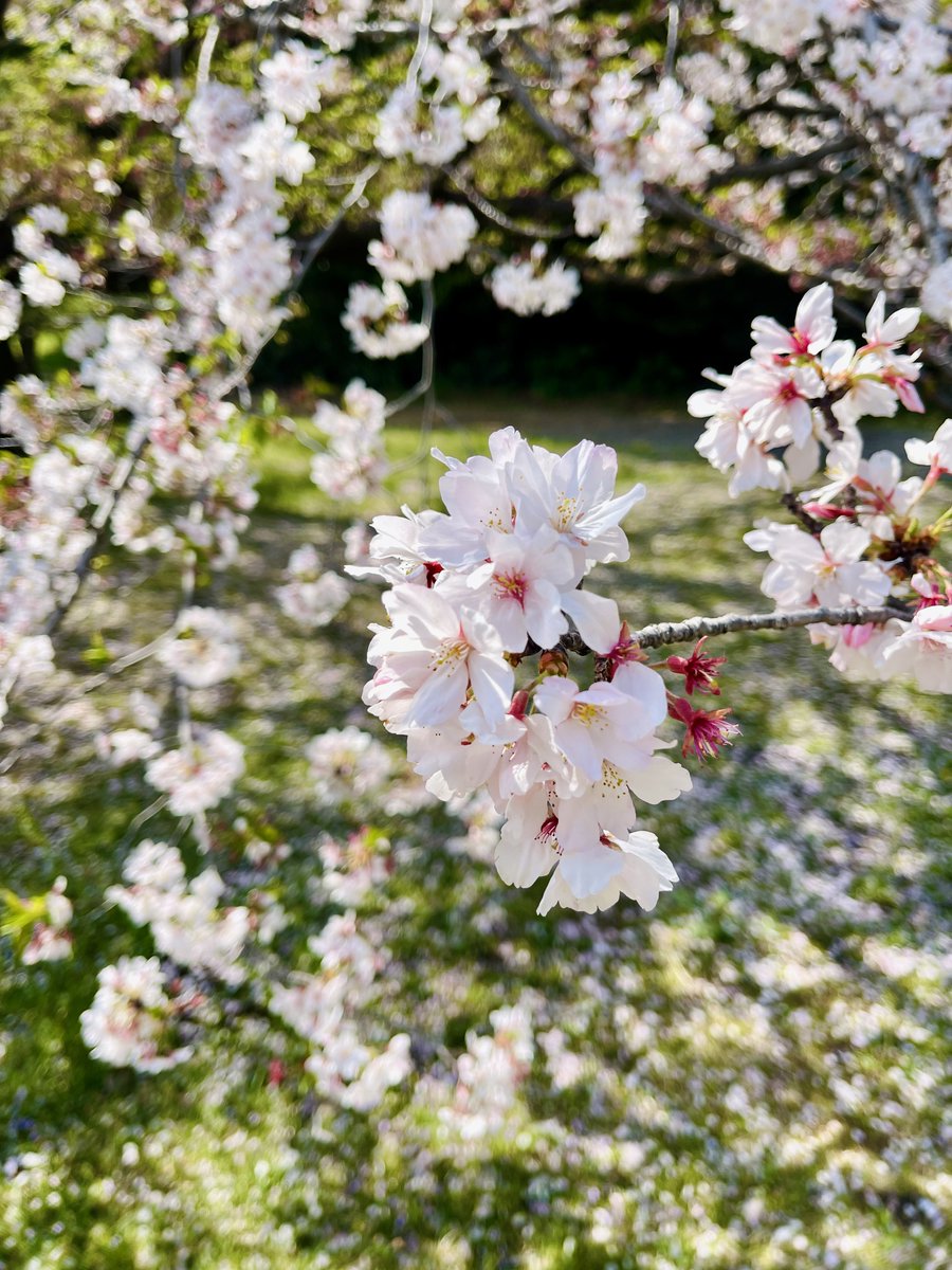 Museb_Khalid's tweet photo. Captured Sakura , 🌸 love of Japan 🇯🇵 https://t.co/NH8AlS3Vrk