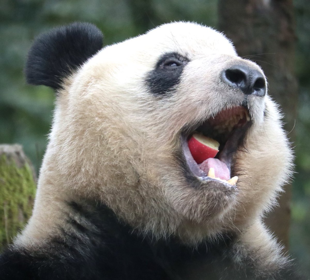 #シャンシャン
🍎最大限あじわい中シャン