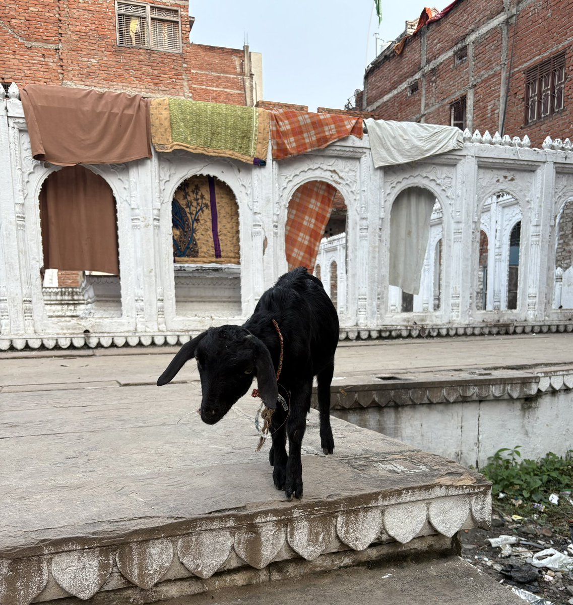 In Badshah Bagh- Banaras, an astonishing Mughal necropolis where you can stumble upon the numerous graves of the later Mughals, including that of Shahzada Jawan Bakht, son of Shah Alam II, built by his wife, Qutlugh Sultan Begum