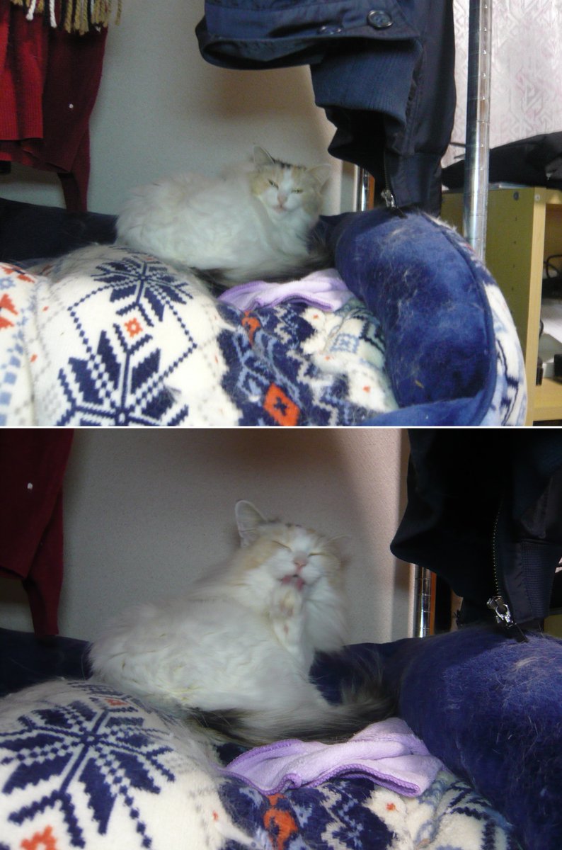 優しい毛色のゆき on X