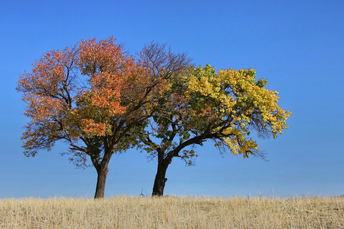 Abbas Rahmani tweet media