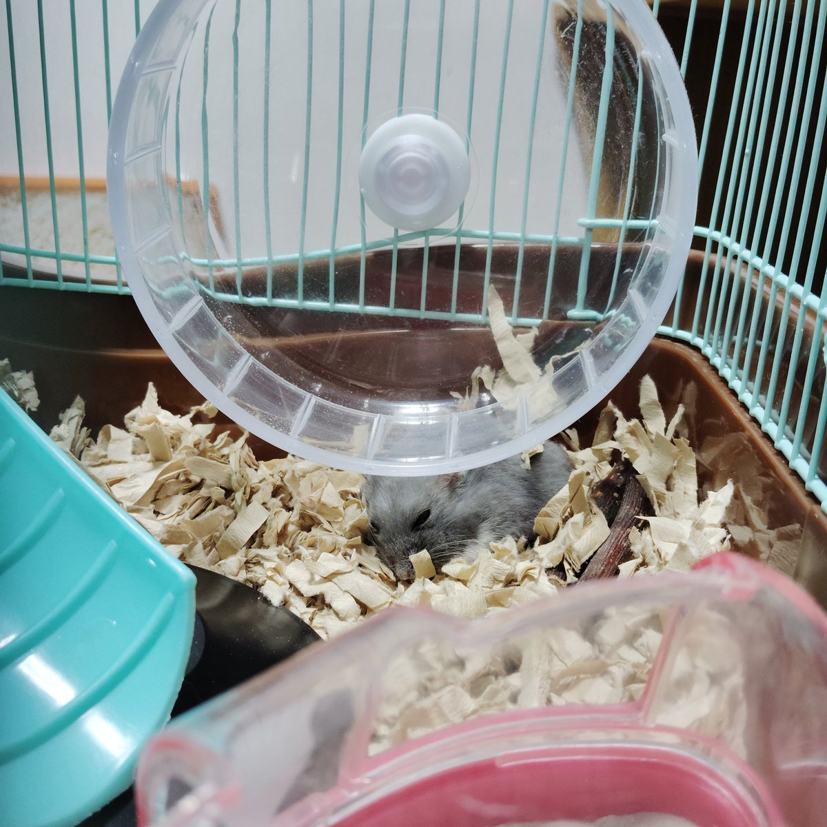 にんにく増っし〜太郎 on X