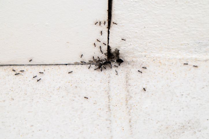 1ManAndALadybug's tweet image. Winter is the best time to:

✔️ Seal entry points
✔️ Inspect attics
✔️ Stop breeding pests

Ready for a pest-free spring?

Full article here: buff.ly/Hesfvg2 

#PestControl #CalgaryHomes