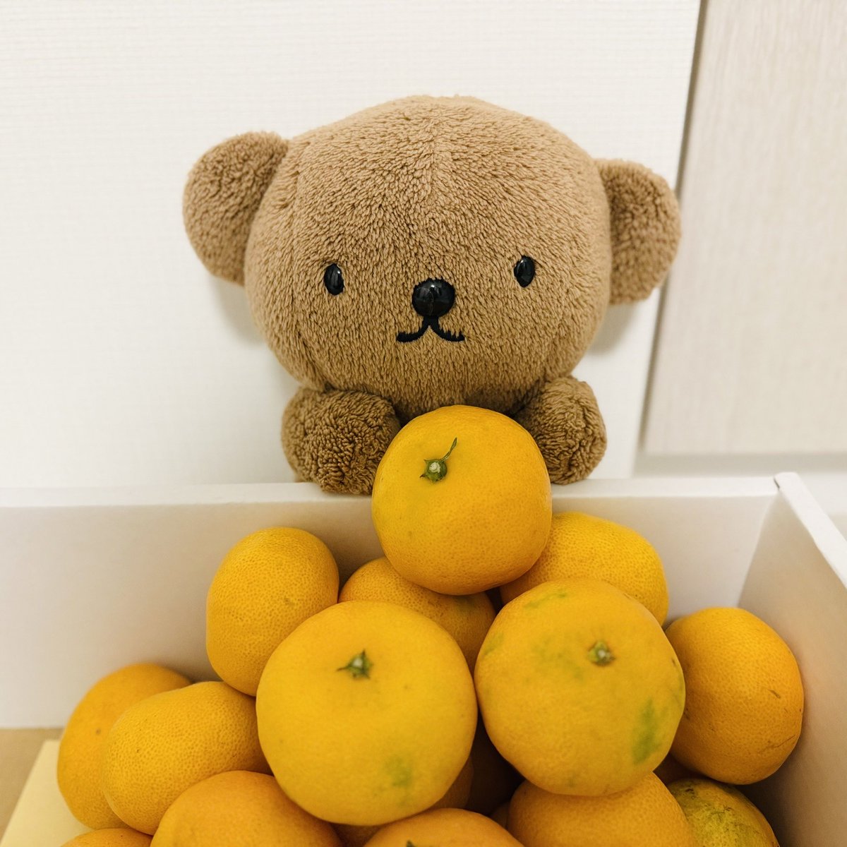 ボリス / Boris (@BorisPori) / Posts / X