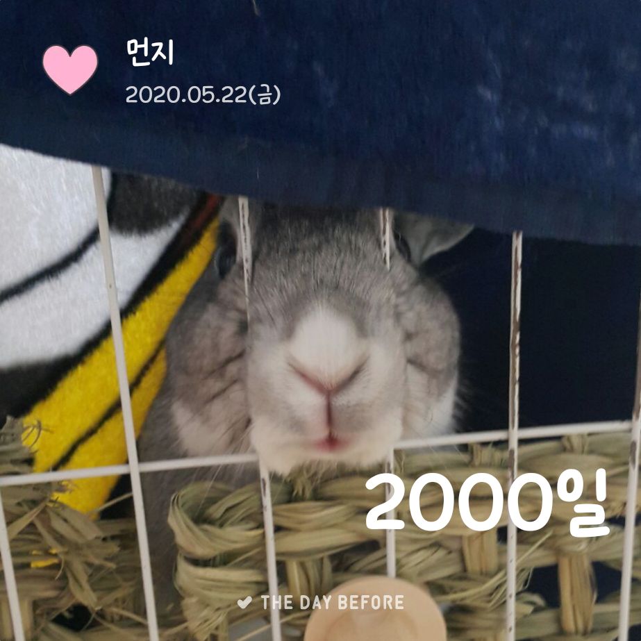 🩶2000🩶
벌써 이만큼 됐다는 게 안 믿긴다..🥺 아기토끼먼지 앞으로도 오래오래 건강하게 살자♡