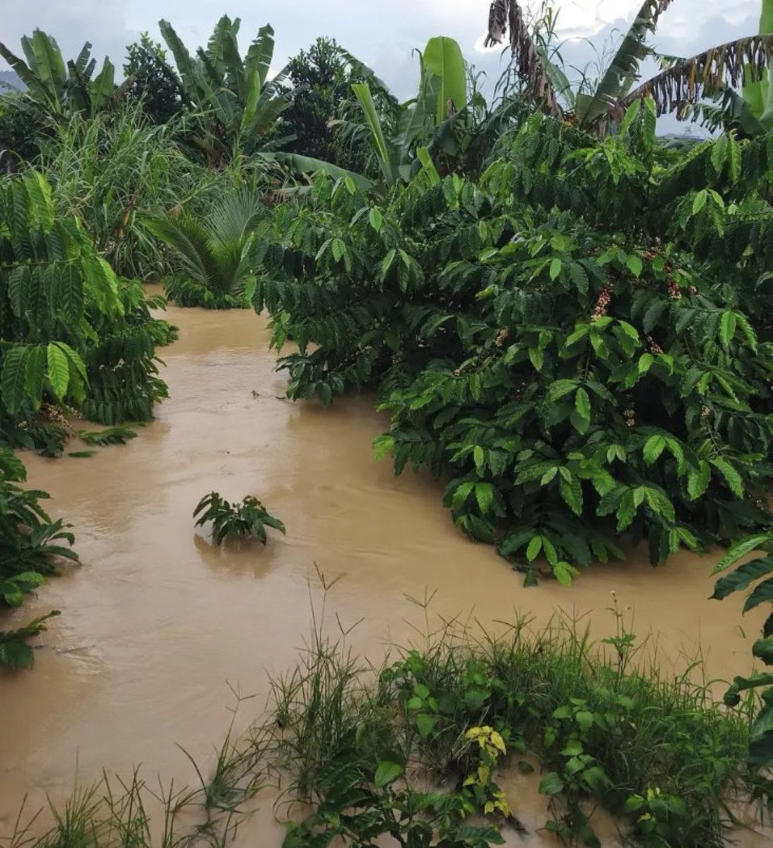 SpillingTheBean's tweet image. *BREAKING #KC VIETNAM: JUST IN FROM DAK LAK province @SpillingTheBean  can CONFIRM that the TOP-Robusta #coffee growing region of the Central Highlands have suffered MASSIVE and WIDESPREAD damage from the deadly and devastating Thyphoon #Kalmaegi that has caused IRREVERSIBLE…