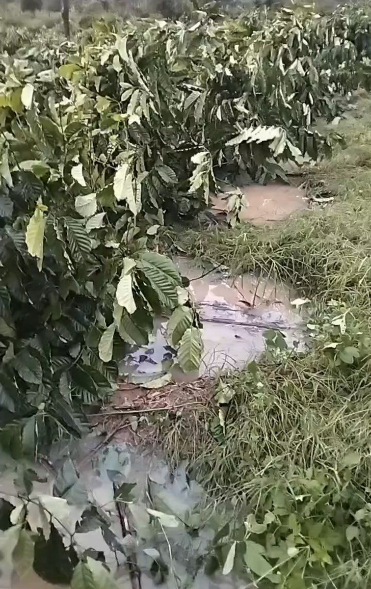 SpillingTheBean's tweet image. *BREAKING #KC VIETNAM: JUST IN FROM DAK LAK province @SpillingTheBean  can CONFIRM that the TOP-Robusta #coffee growing region of the Central Highlands have suffered MASSIVE and WIDESPREAD damage from the deadly and devastating Thyphoon #Kalmaegi that has caused IRREVERSIBLE…