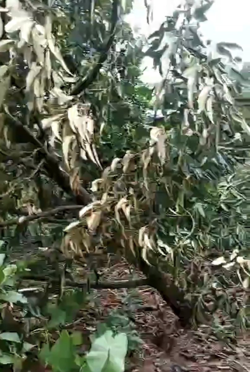 SpillingTheBean's tweet image. *BREAKING #KC VIETNAM: JUST IN FROM DAK LAK province @SpillingTheBean  can CONFIRM that the TOP-Robusta #coffee growing region of the Central Highlands have suffered MASSIVE and WIDESPREAD damage from the deadly and devastating Thyphoon #Kalmaegi that has caused IRREVERSIBLE…