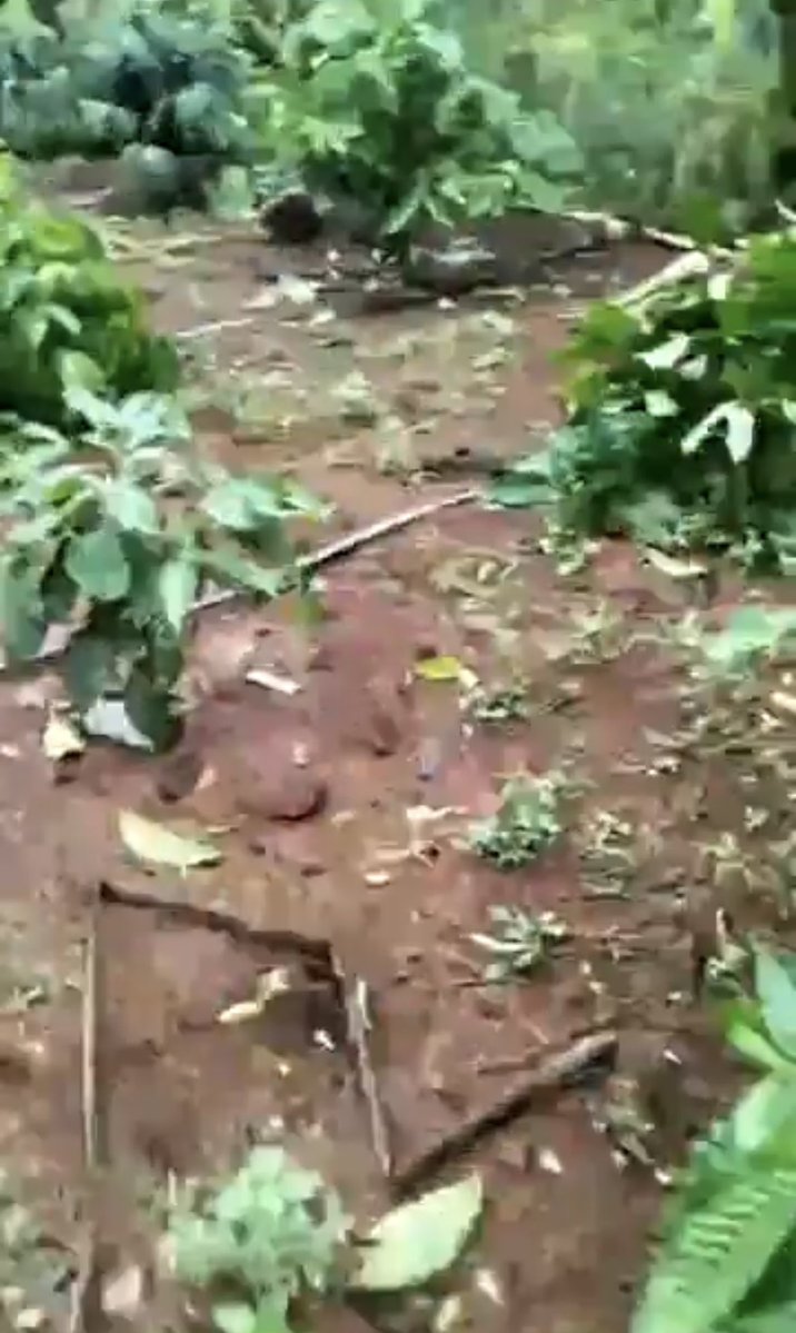 SpillingTheBean's tweet image. *BREAKING #KC VIETNAM: JUST IN FROM DAK LAK province @SpillingTheBean  can CONFIRM that the TOP-Robusta #coffee growing region of the Central Highlands have suffered MASSIVE and WIDESPREAD damage from the deadly and devastating Thyphoon #Kalmaegi that has caused IRREVERSIBLE…