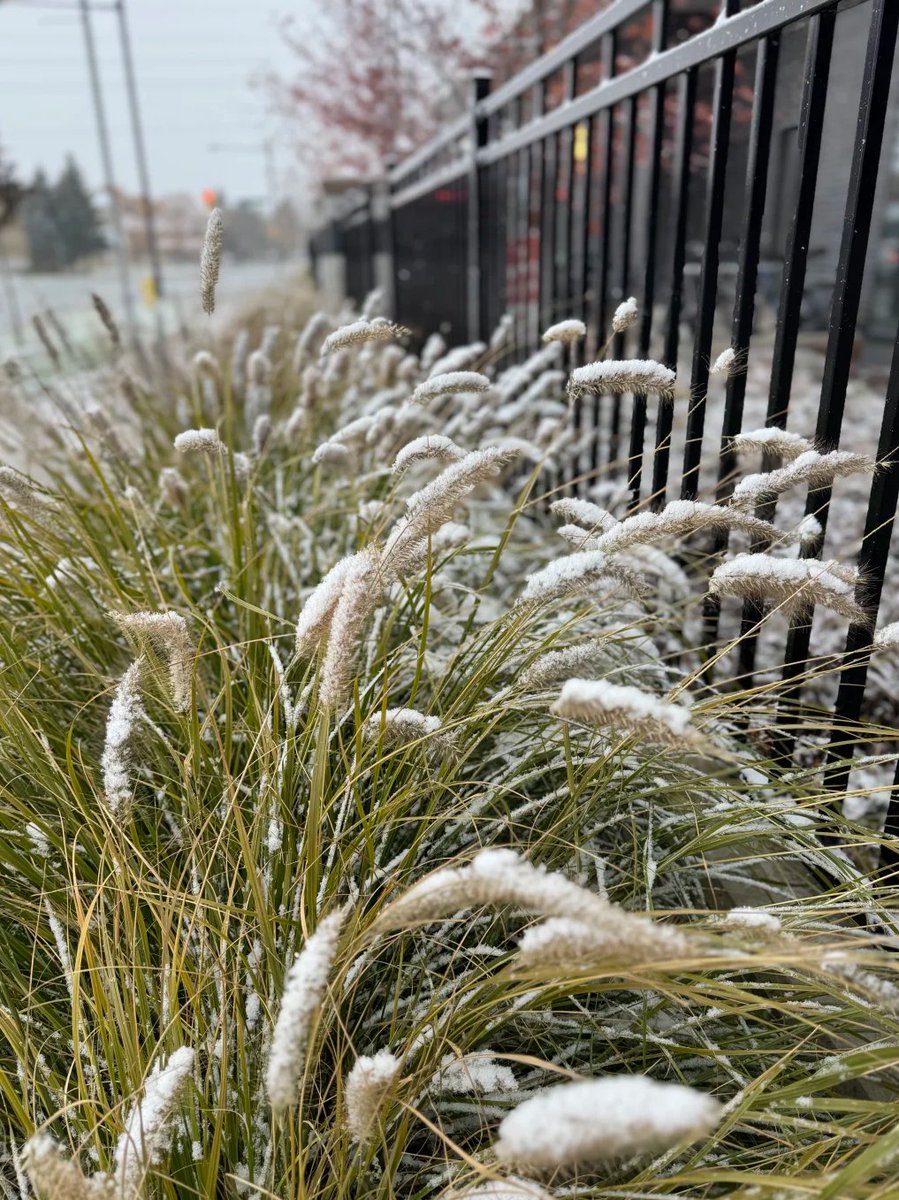 c_Delight_c's tweet image. Apparently, this is the earliest snowfall in Toronto in 56 years.