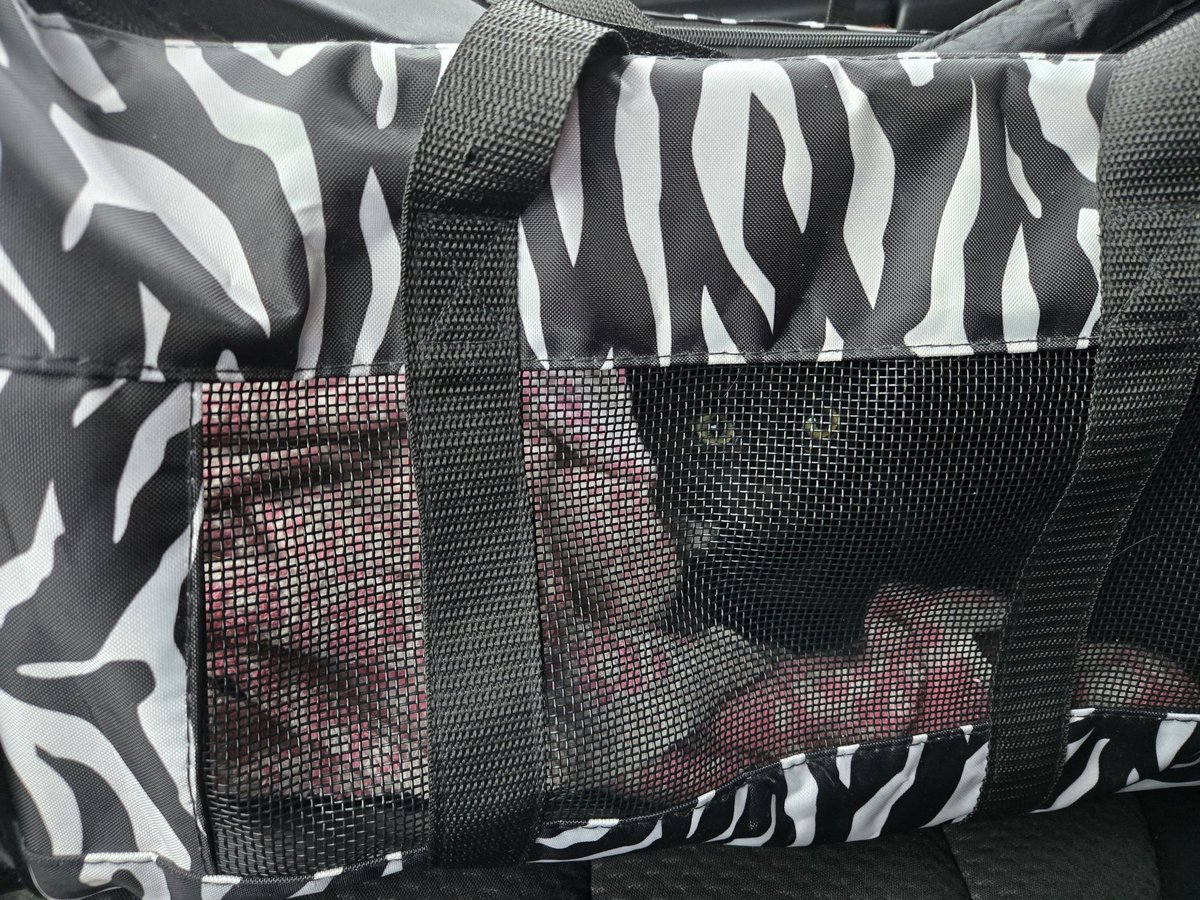 Going to see the Vet, I hope they are nice ~ MT