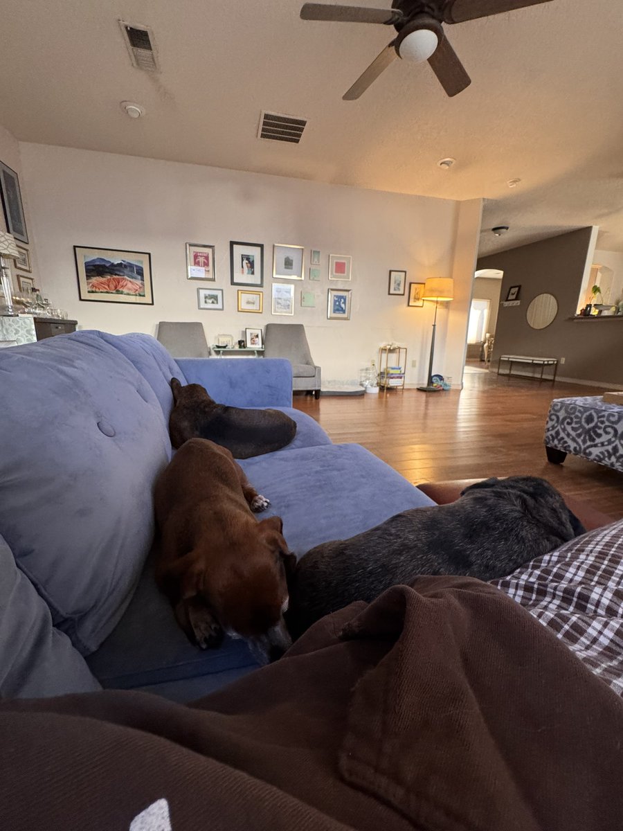 good morning i love these little puppies and their home so much i feel like a rich suburban white woman living my dream