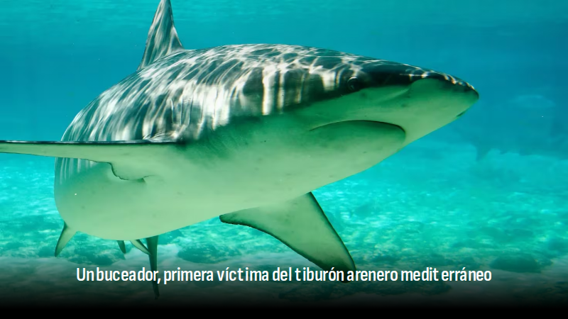 Un hombre de 40 años murió en Israel tras ser atacado por varios ejemplares de Carcharhinus obscurus, especie que nunca había herido a humanos. 
✍️ Ander Ordoño 

🔗 mrf.lu/1Xcn