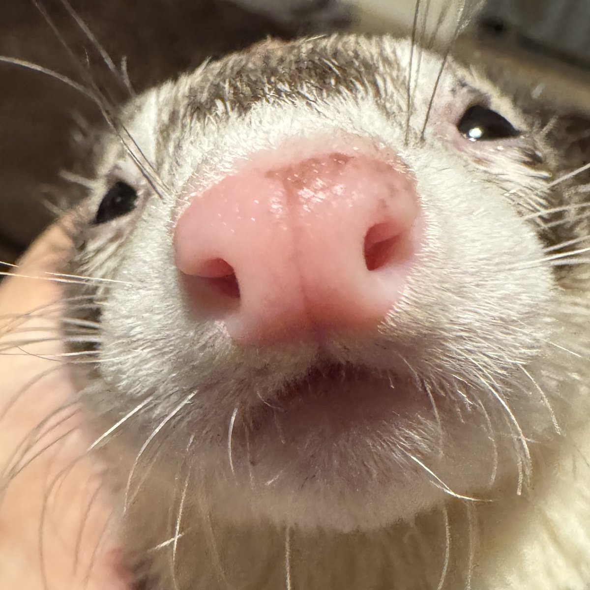 耳掃除大好きマン、保定すると力が抜けてしまう