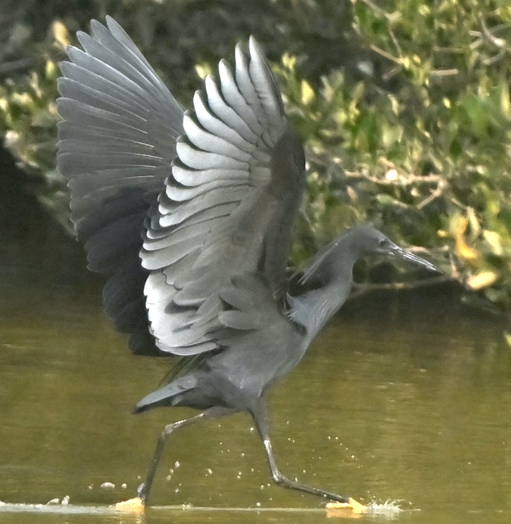 Howard King tweet media