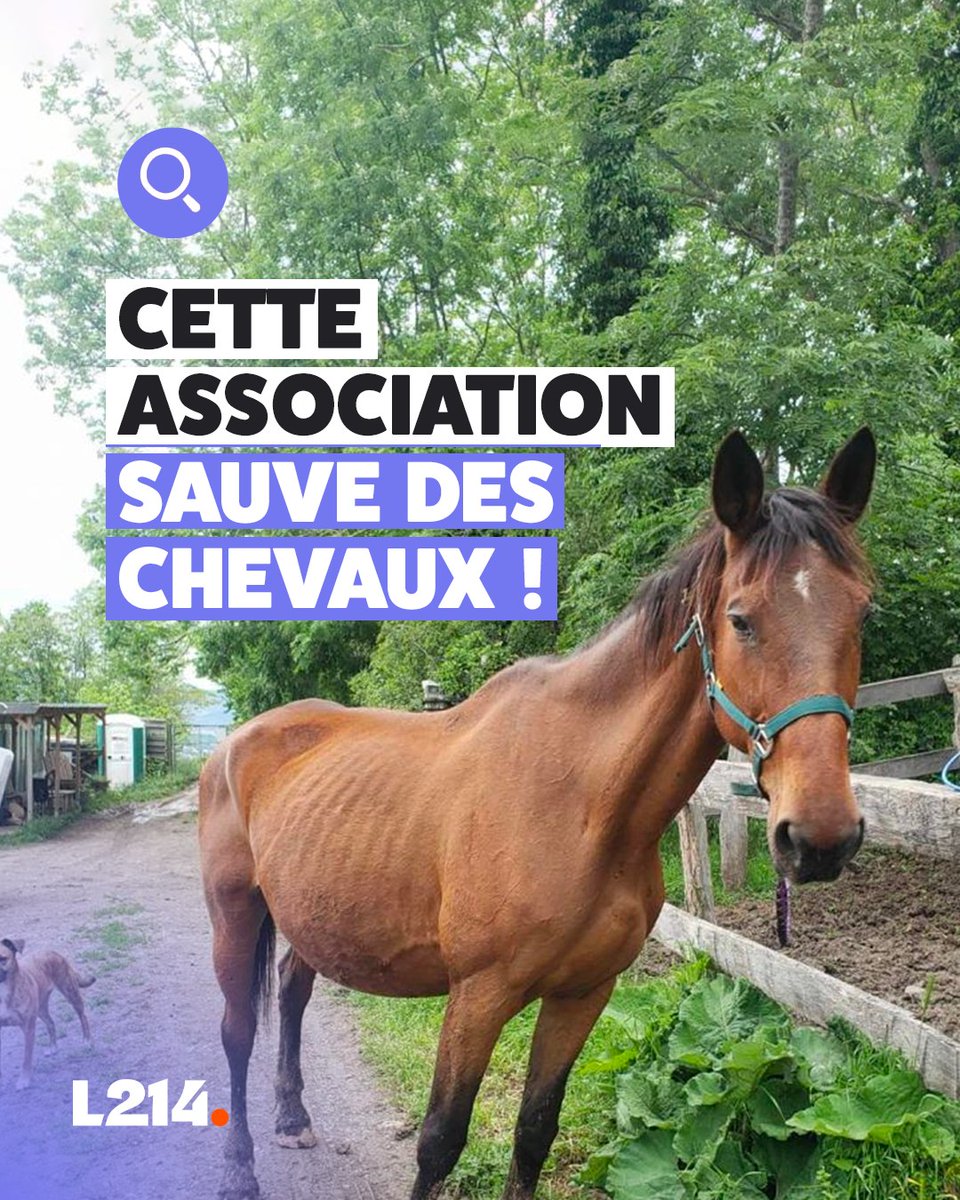 Stella, Kalinka, Marquis… Ces chevaux étaient maltraités et/ou allaient être abattus 💔

Mais grâce à l'association SOS Cheval, située en Auvergne, ils profitent désormais d’une vie paisible 🙏

Pour les aider 👉 soscheval.fr