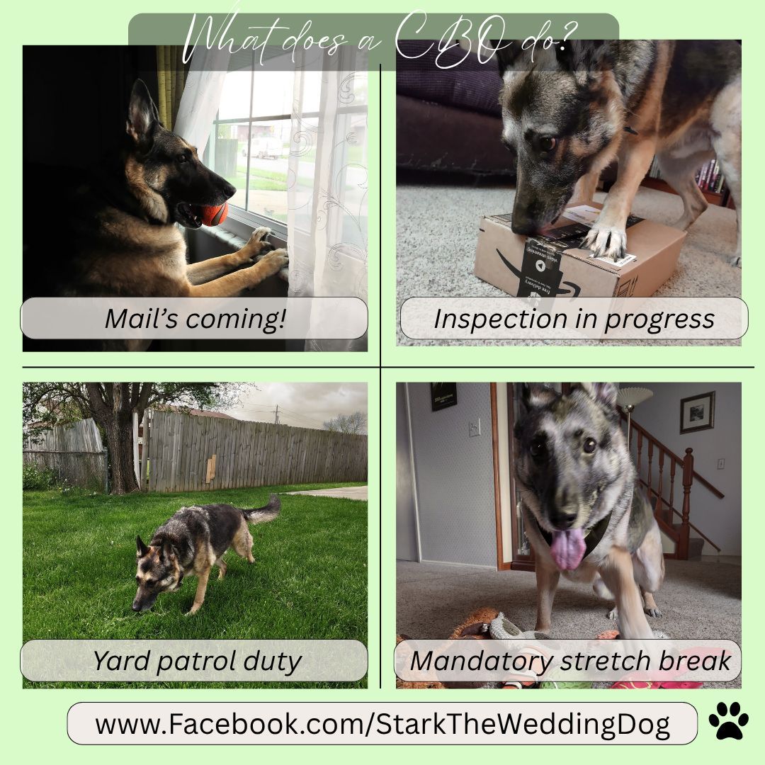Wedbyjean's tweet image. What does a CBO do?
Announce the mail (even from down the street) ✅
Inspect all packages ✅
Patrol the yard ✅
Enforce mandatory play breaks ✅

It’s a tough job, but someone’s gotta wag their tail and do it. 🐶💼
#MemoFromTheCBO #CBO #DogAtWork #WeddingDog #DogBoss