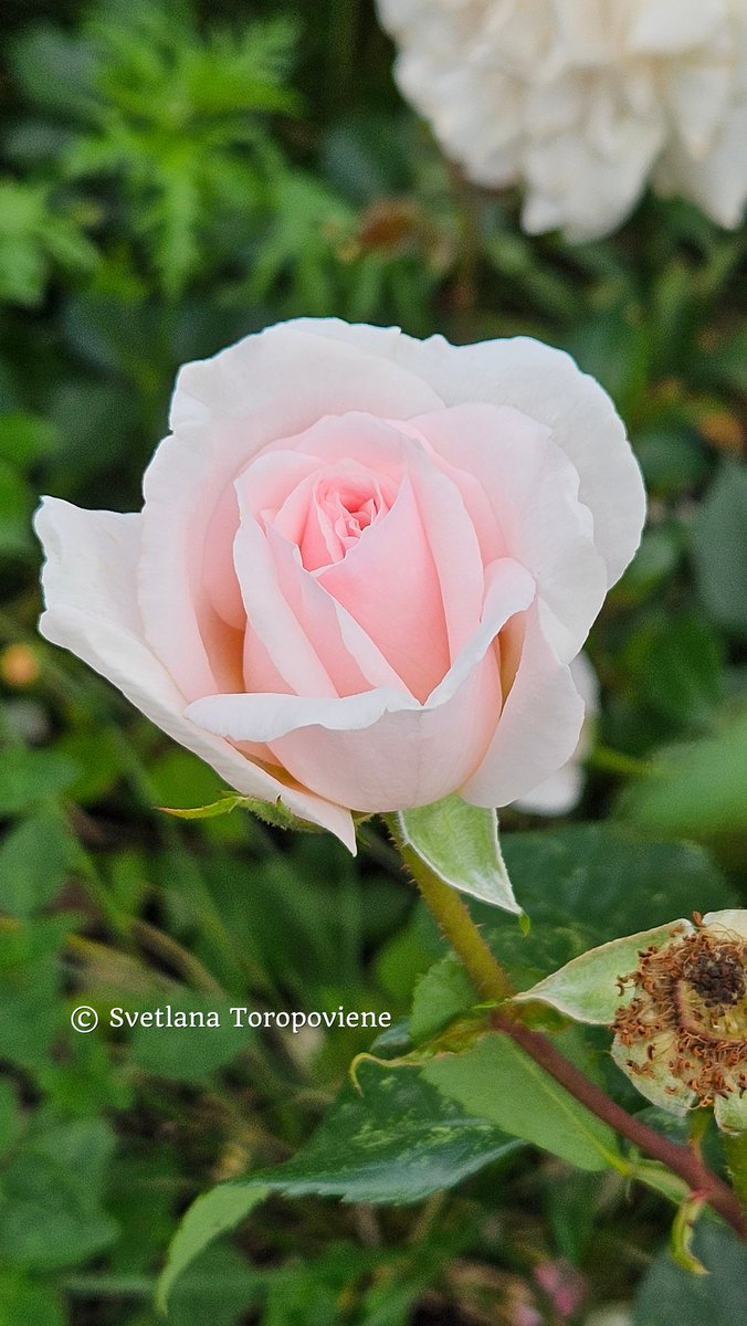 LanaToro21's tweet image. #Photobyme📷 #MyThoughts

Each of us has our own magical world within us. Some see it in colorful dreams, others in captivating books, and others in the beauty of nature...❤️