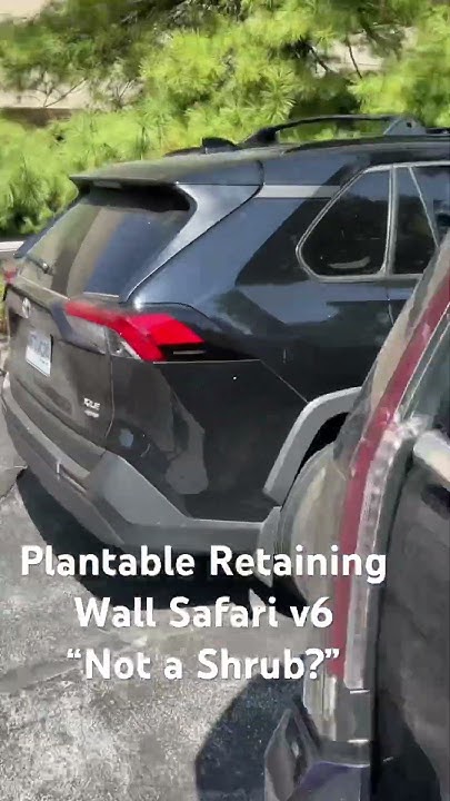 🌱My Living Retaining Wall Safari v6 is a long-standing project that nobody but me knows is actually a planted block retaining wall. It's so covered in top-growth that most think its a shrub! 🤷 youtube.com/shorts/VFrmef8… #livingretainingwalls #retainingwalls #landscape