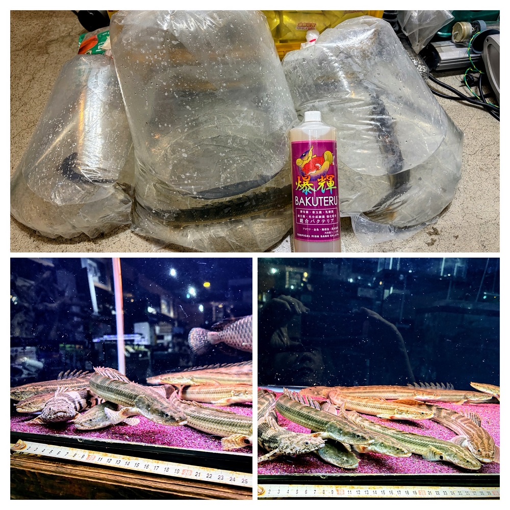 アクアショップしなの on X