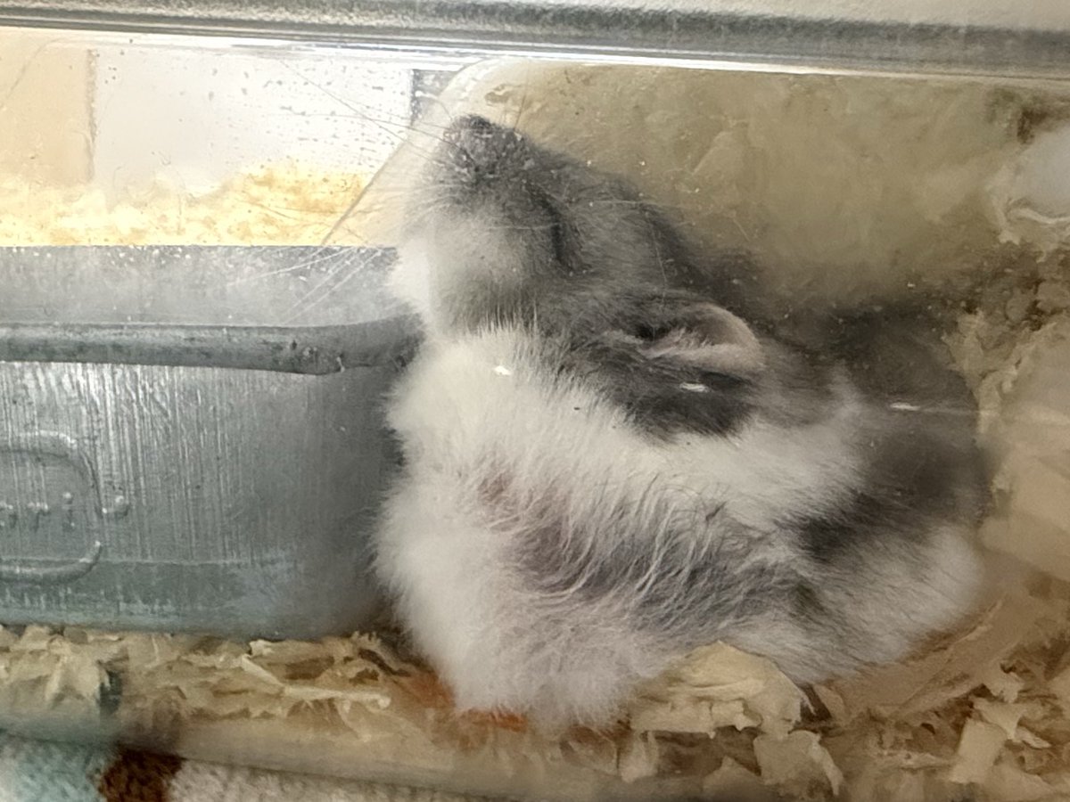 Cv3Fp's tweet image. つらくないの？？