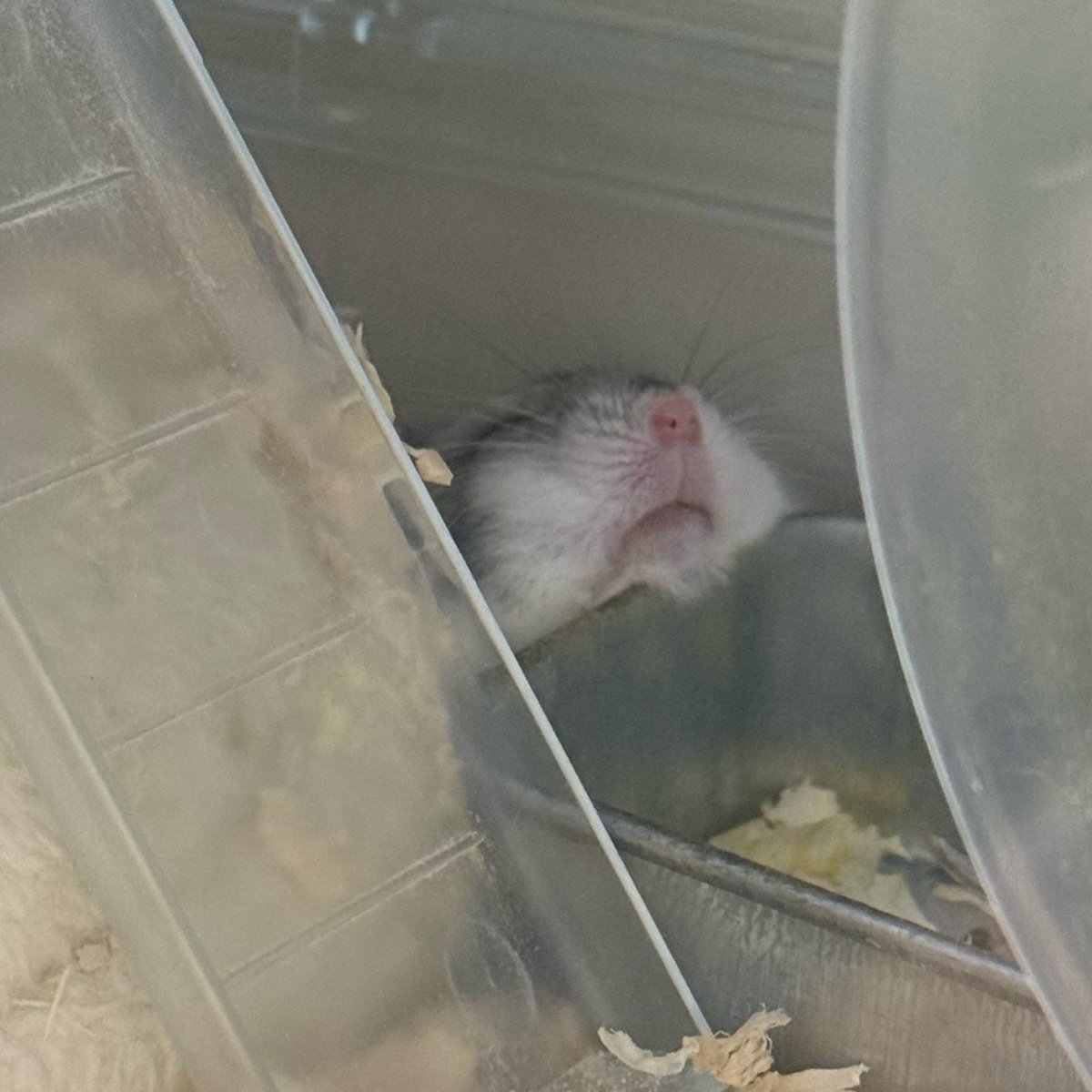 Cv3Fp's tweet image. つらくないの？？