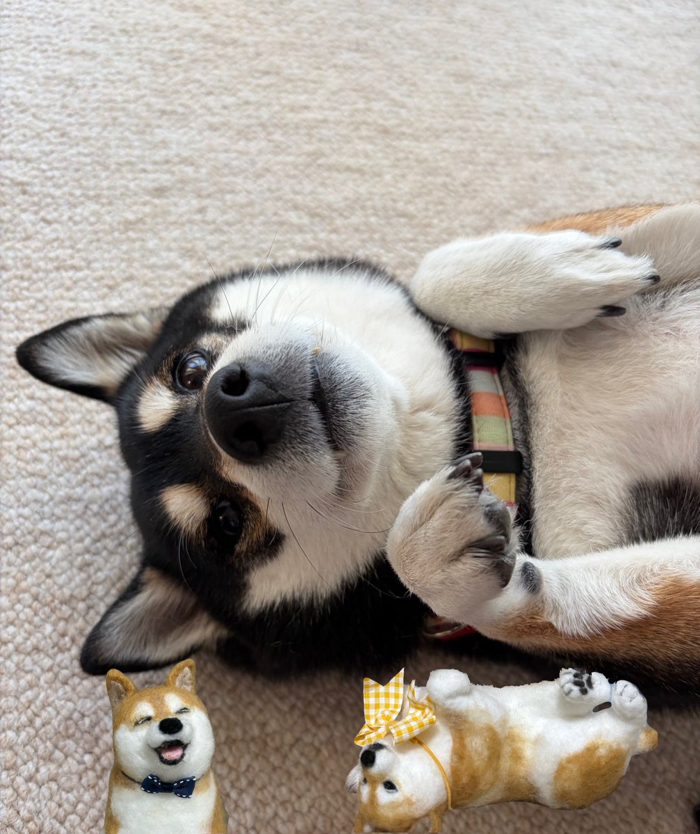 柴犬 ちいちゃん日記 (@LRYYgQzh4l9izb3) / Posts / X