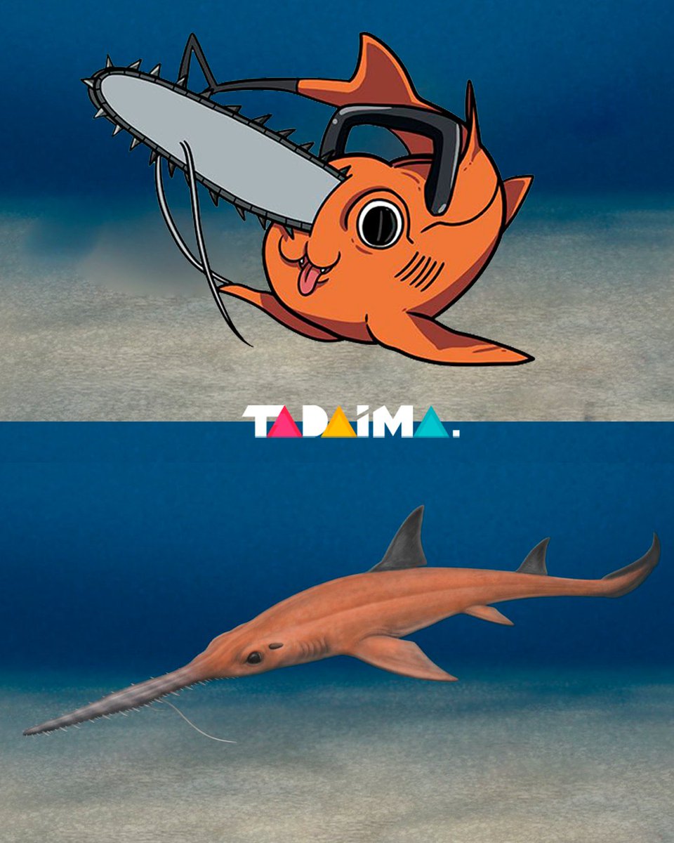 Un grupo de científicos chilenos nombraron una nueva especie fósil Pochitaserra, en honor a Pochita de Chainsaw Man🪚

El fósil pertenece a un tiburón sierra que vivió en Chile hace unos 20 millones de años.