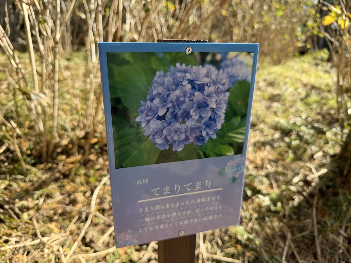 kumatea14's tweet image. まりちゃん