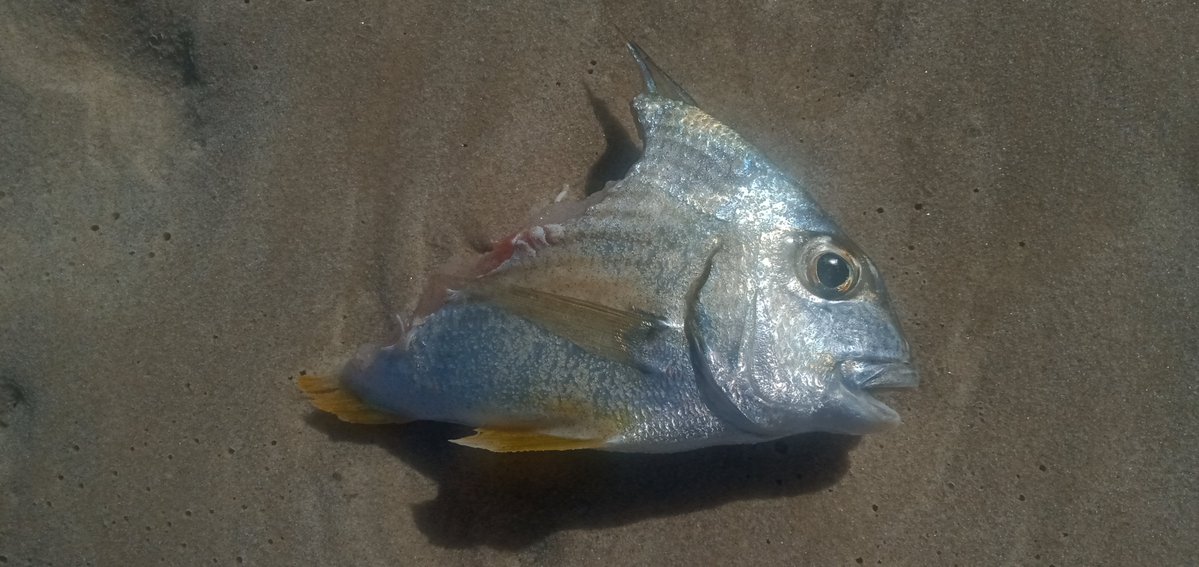 alastairseville's tweet image. At least there aren&apos;t crocadiles around these parts #ijs #Whaler