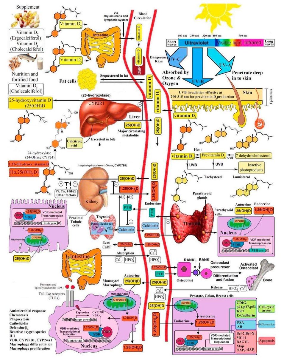 Metabolism of vitamin D
