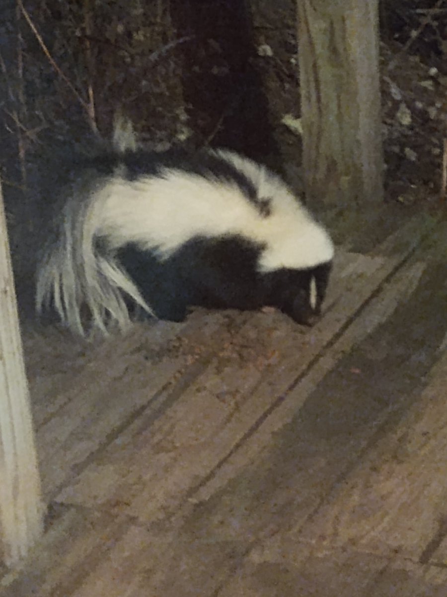 😬🦨 #trashpanda #skunk