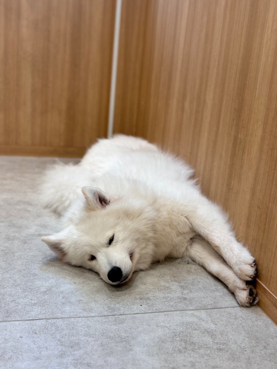 サモエド すやすやうにちゃん🐻‍❄️💤🧡 🐼💛サモエドカフェアル横浜中華街店