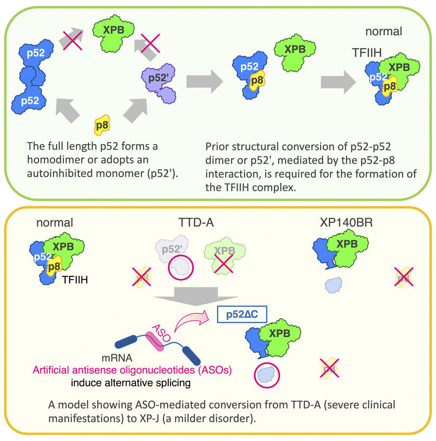 Tomoo Ogi (@OgiTomoo) / Posts / X, image size:889x900