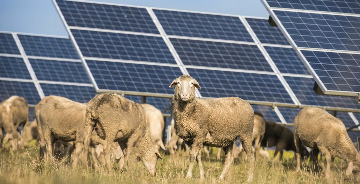 The most interesting thing I read today is that there's a solar farm in China that has enough grass growing beneath it to feed 200,000 goats.

How is this possible?

In 2012, the Chinese government started building a massive solar farm in a desert called Gobi Desert. The plan was