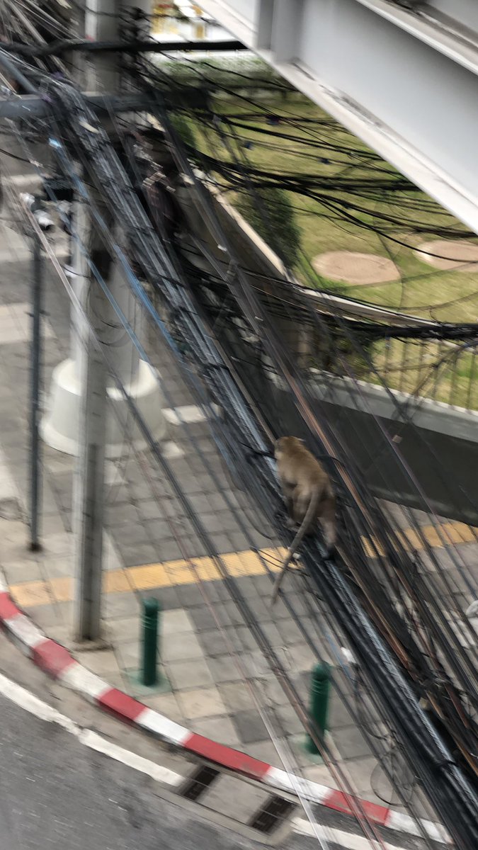 PNG_RL's tweet image. @js100radio  พบลิง   เดินตามสายไฟ ใต้BTS เซนหลุยส์ เดินไปทาง แยกนราทร 🐒🫨