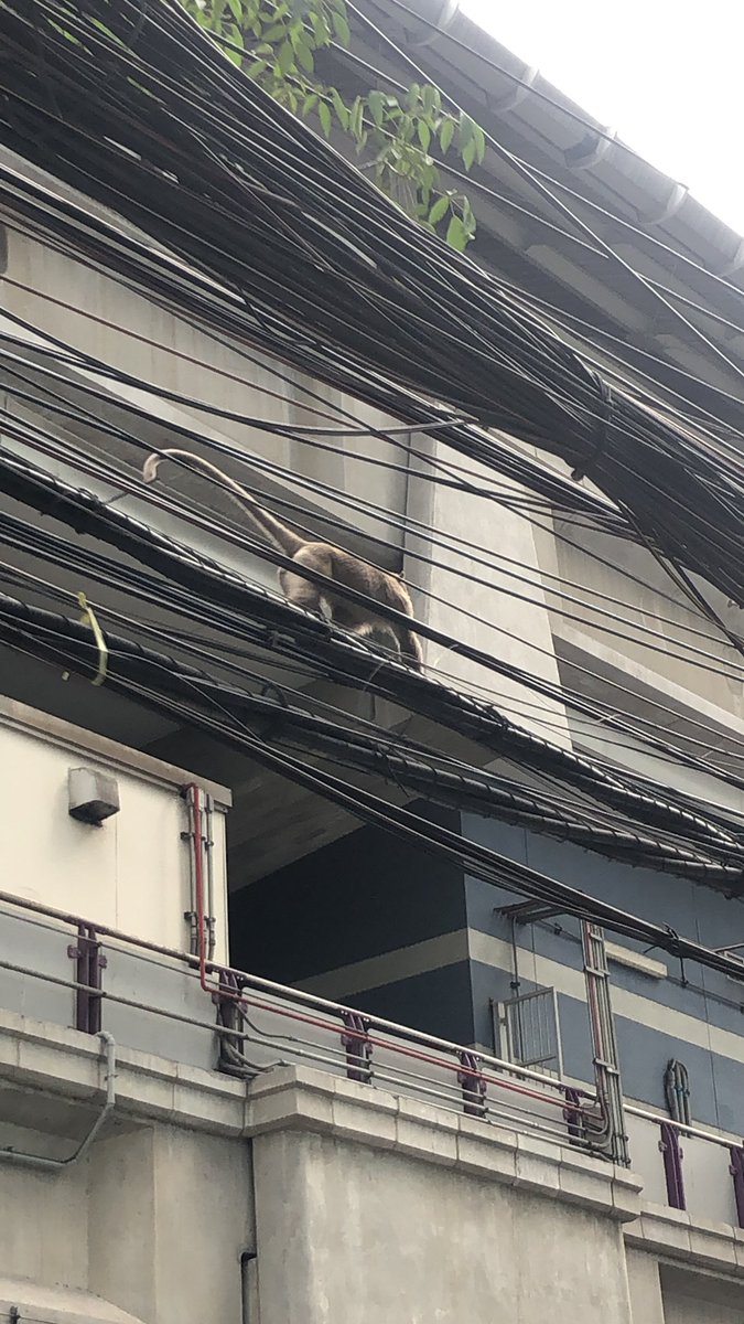 PNG_RL's tweet image. @js100radio  พบลิง   เดินตามสายไฟ ใต้BTS เซนหลุยส์ เดินไปทาง แยกนราทร 🐒🫨